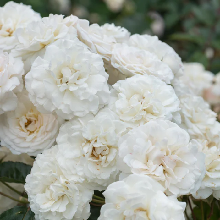 Prosperity| Climbing Rose