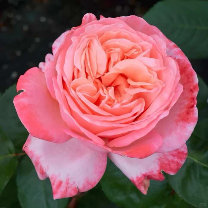 SWEET MADEMOISELLE| Hybrid tea rose