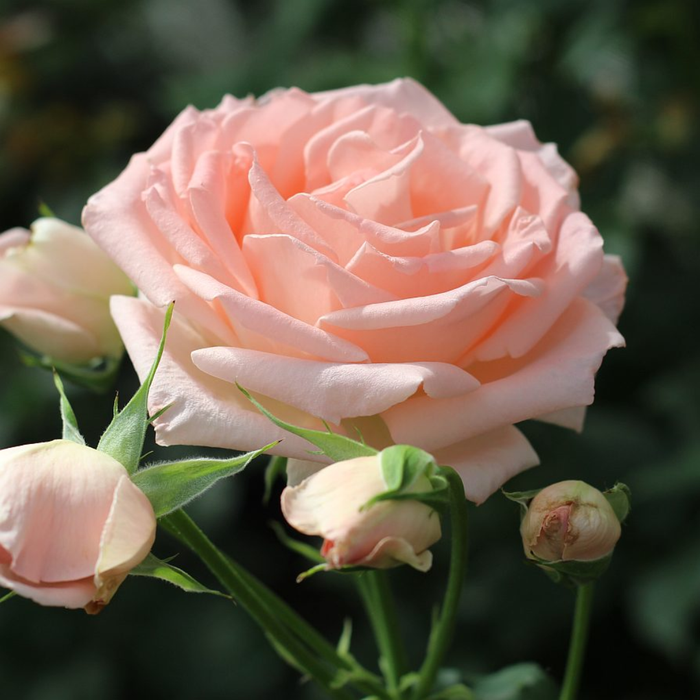 PEARLY GATE|Climbing Rose