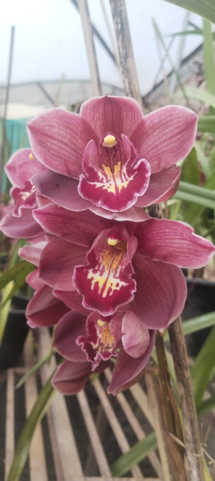 NAMCHI Cymbidium