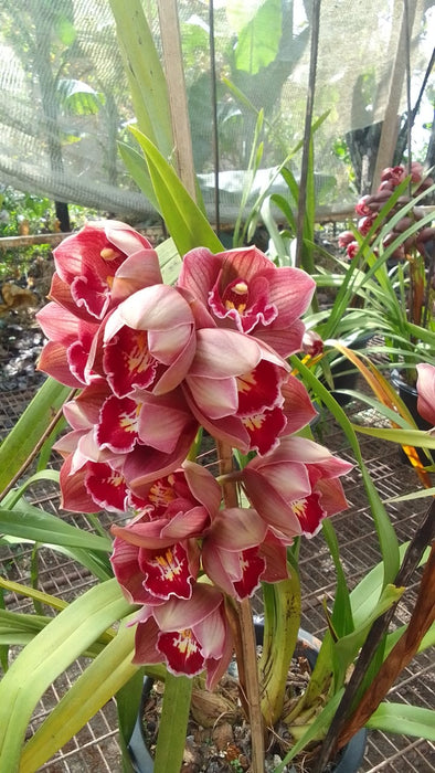 NAMCHI Cymbidium