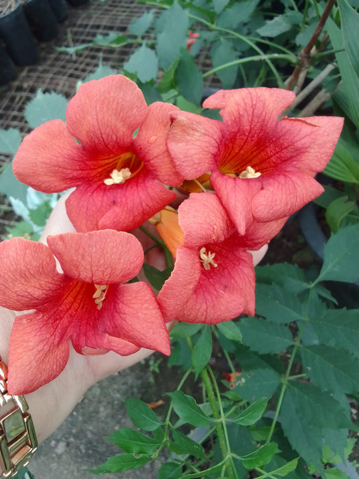 Campsis Radicans