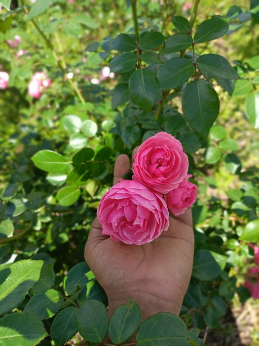 POMPONELLA ROSE