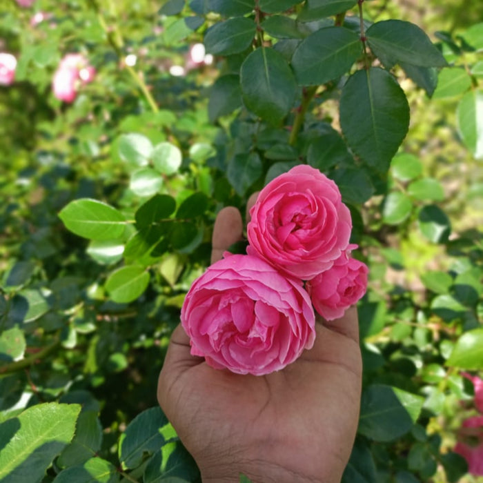 POMPONELLA ROSE