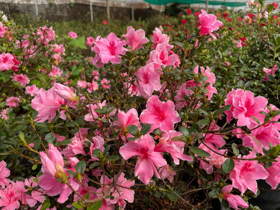 Pink Azalea(Mature plant)