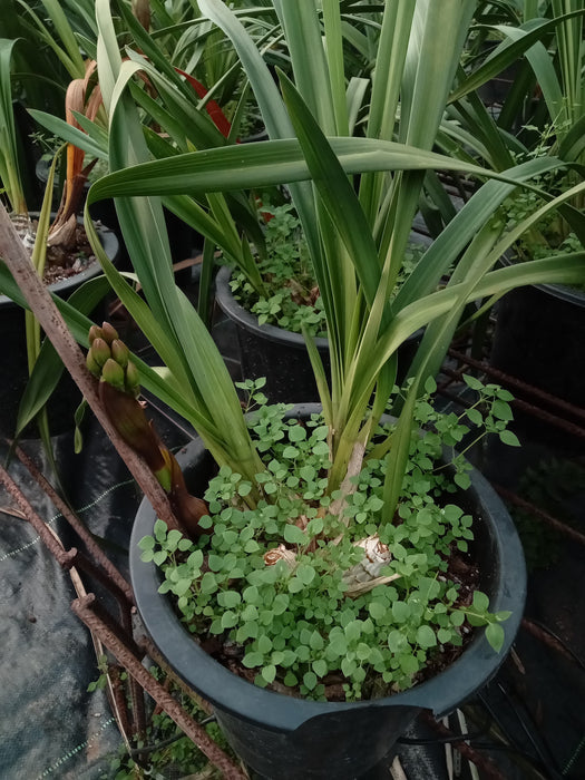 RED BEAUTY  FEDRICK CYMBIDIUM ORCHID