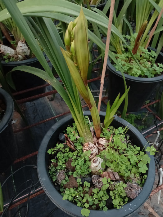 RED BEAUTY  FEDRICK CYMBIDIUM ORCHID