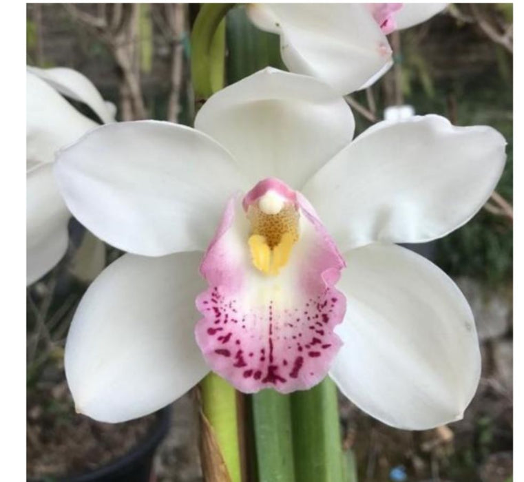 KMCL CYMBIDIUM ORCHID