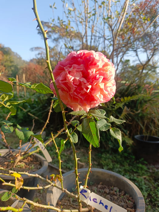 Pink rose in a pot with greenery in the background