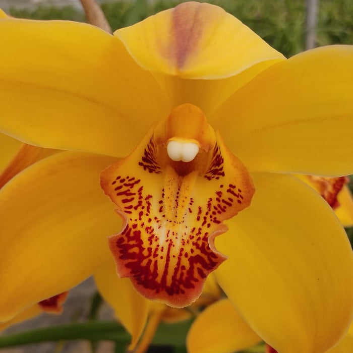 Cooksbridge Hybrid|Cymbidium