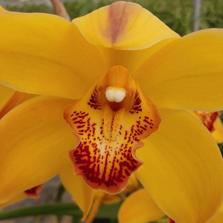 Mature Cymbidium