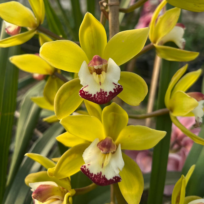 Thumbs Up Tamara|Cymbidium