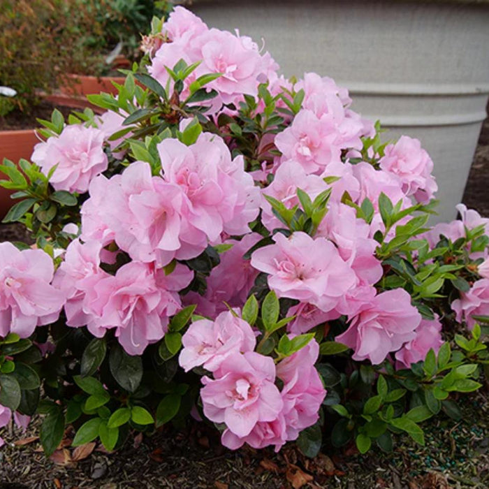 Small Pink Double Azalea