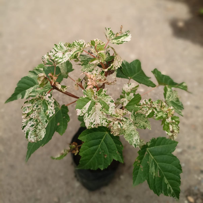 Snake Bark Maple