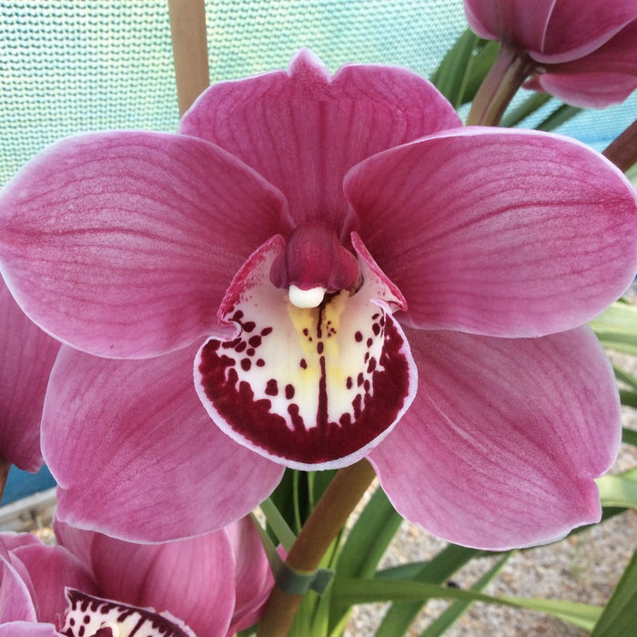 Wyong Flame|Cymbidium