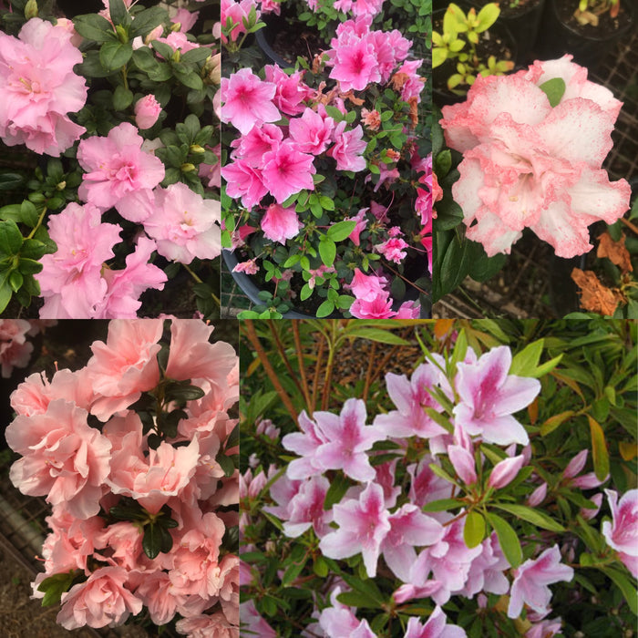Pink Azalea