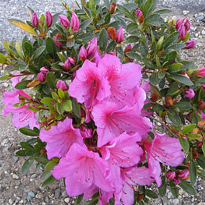 Purple Azalea
