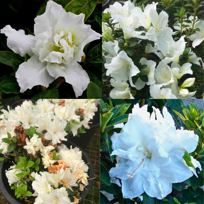 White Azalea