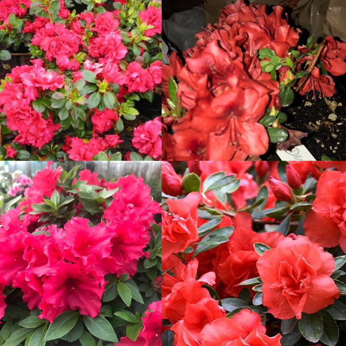 Red Azalea
