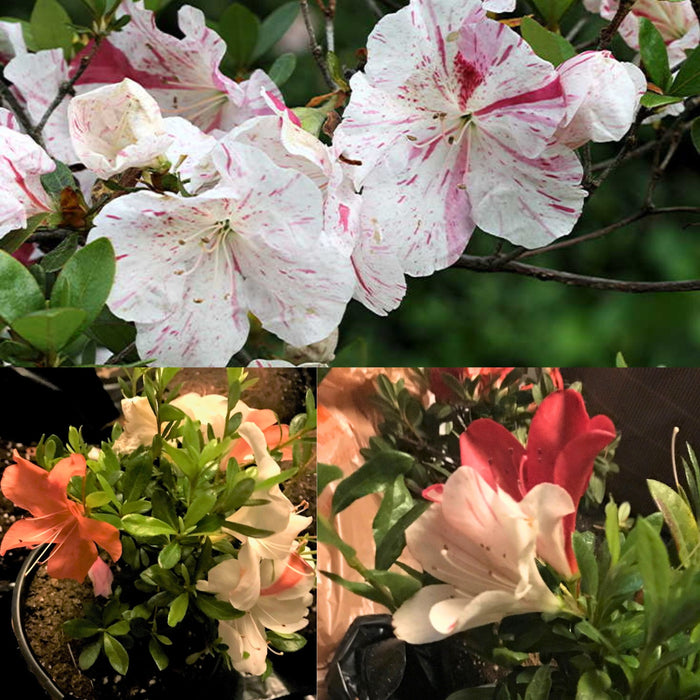 White Pink Azalea