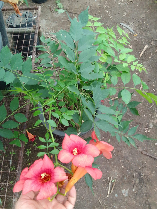 Campsis Radicans