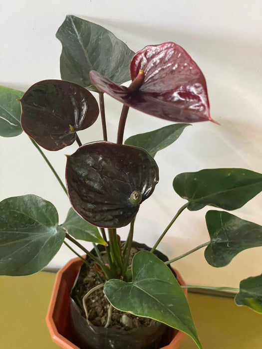 Anthurium Hybrid