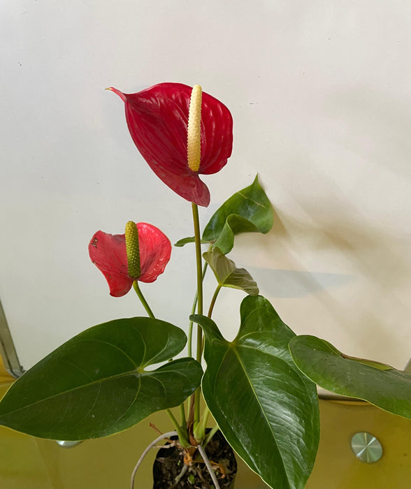 Anthurium Hybrid