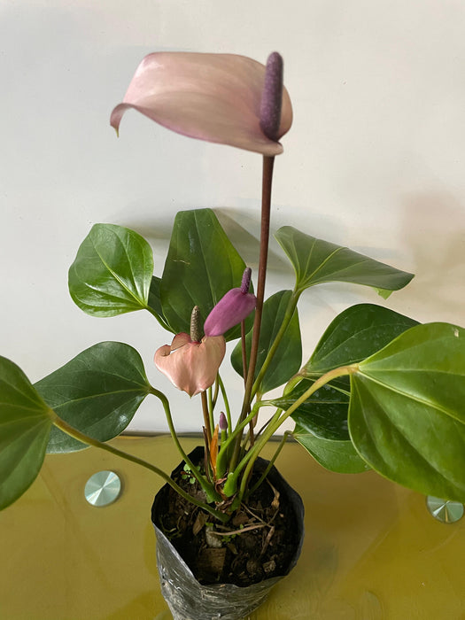 Anthurium Hybrid