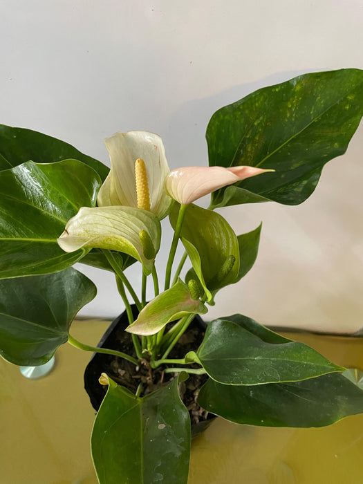 Anthurium Hybrid