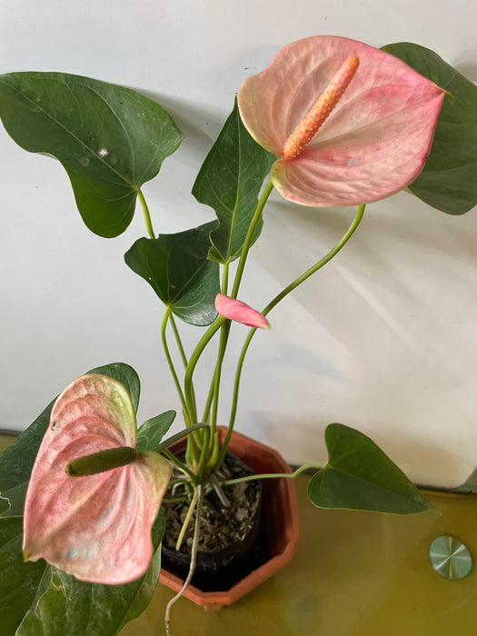 Anthurium Hybrid