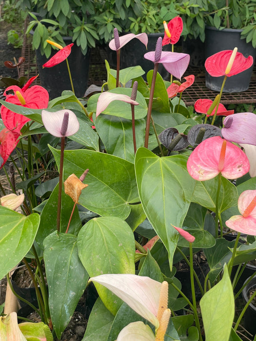 Anthurium Hybrid