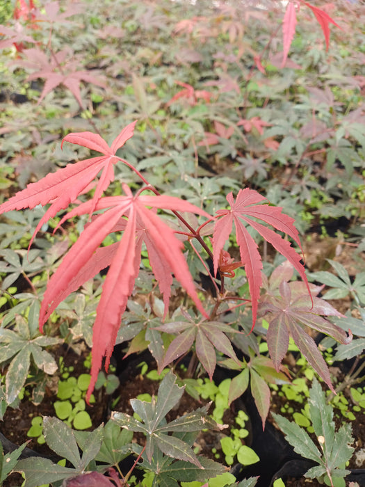 Acer palmatum 'Bloodgood' (Japanese Maple)