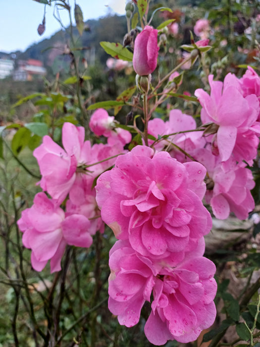 Weeping China Doll  Rose