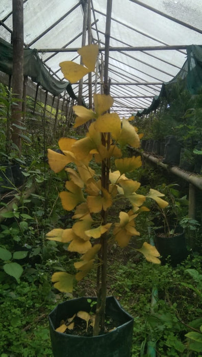 Ginkgo Biloba