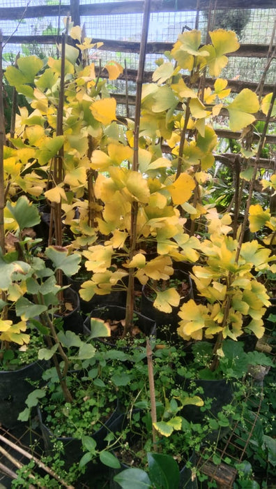 Ginkgo Biloba