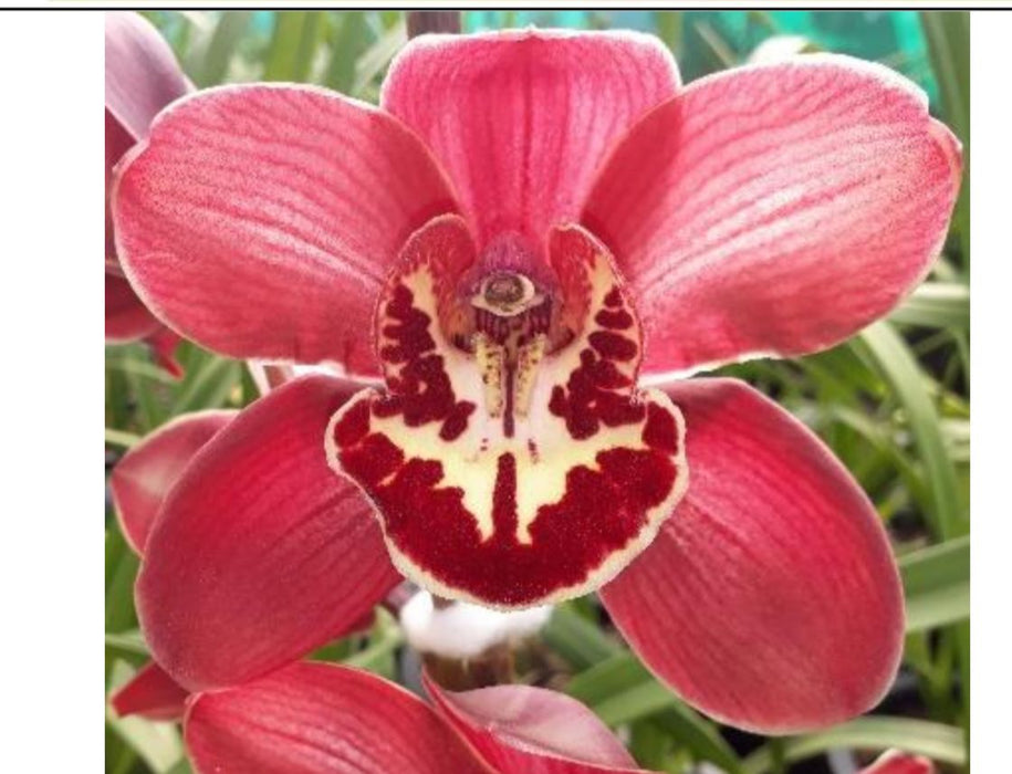 RED BEAUTY  FEDRICK CYMBIDIUM ORCHID