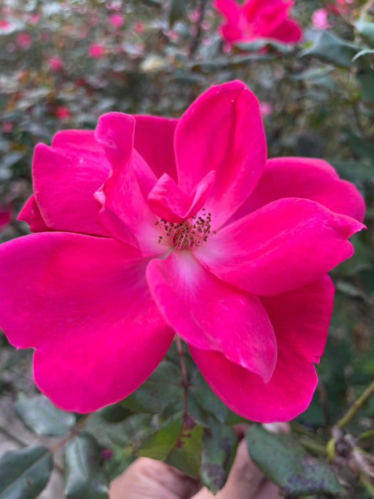 Pink Knockout Rose (Radcon)