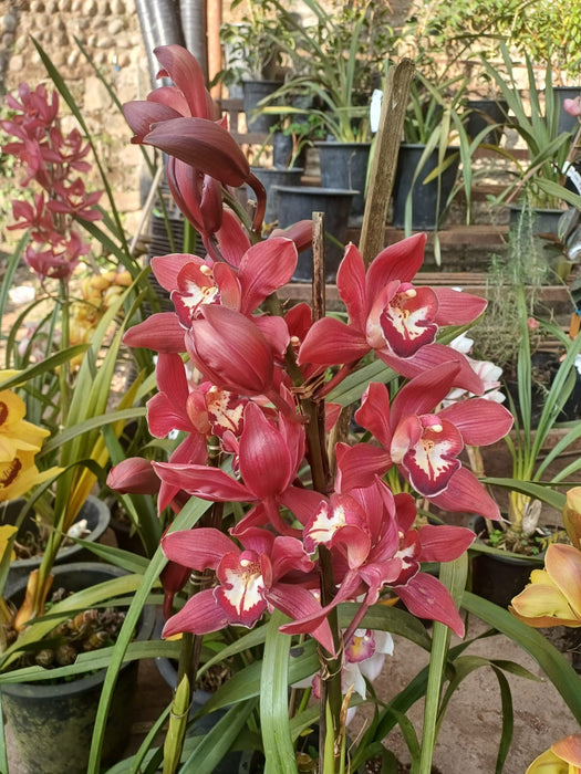 RED BEAUTY  FEDRICK CYMBIDIUM ORCHID