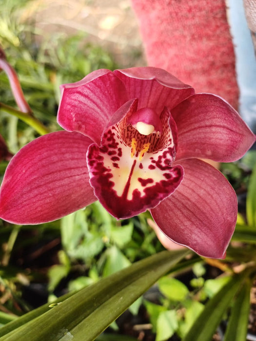 RED BEAUTY  FEDRICK CYMBIDIUM ORCHID