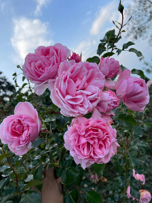 Home & Garden Rose | Floribunda Rose