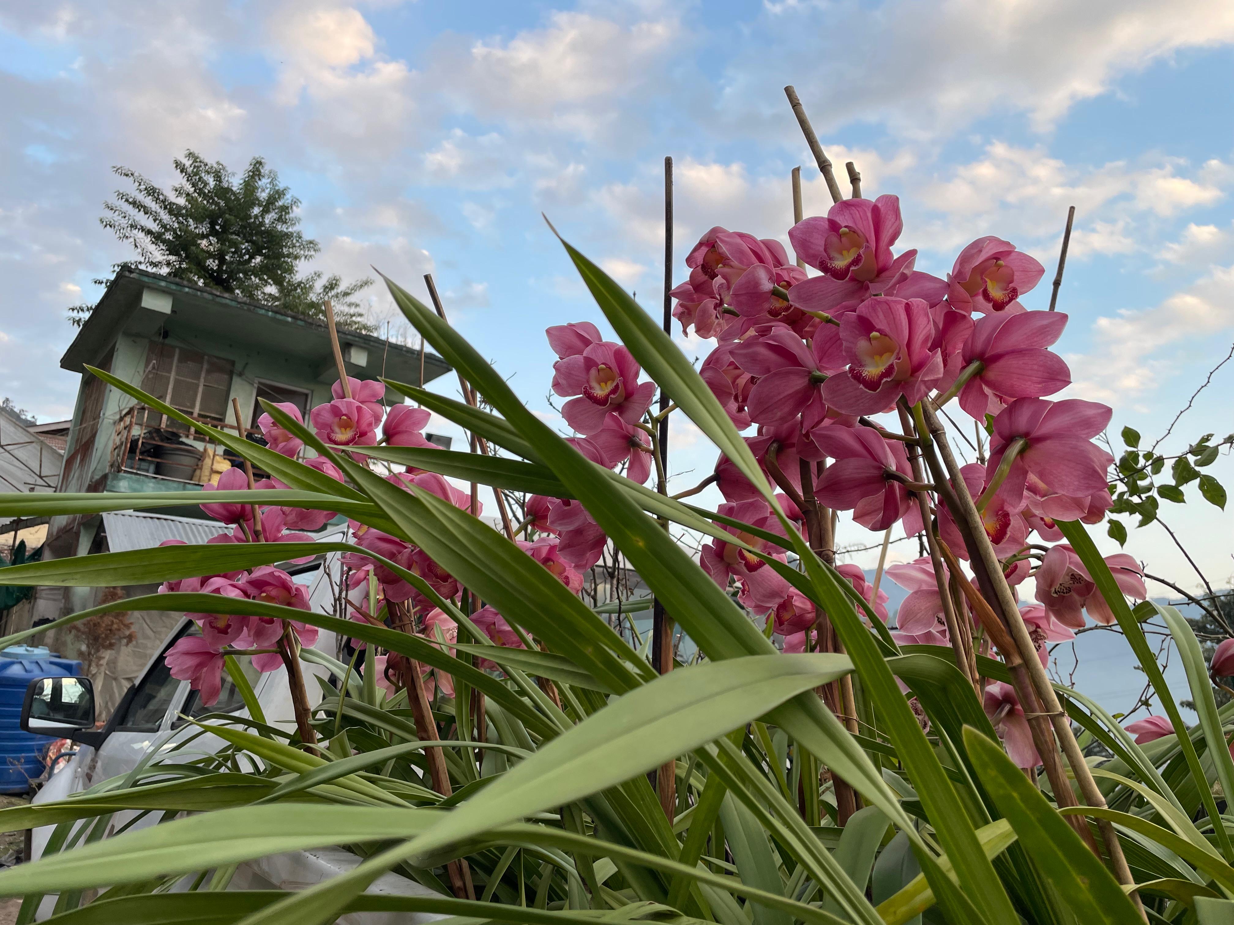 John Bryant  Cymbidium Orchid (Mature)
