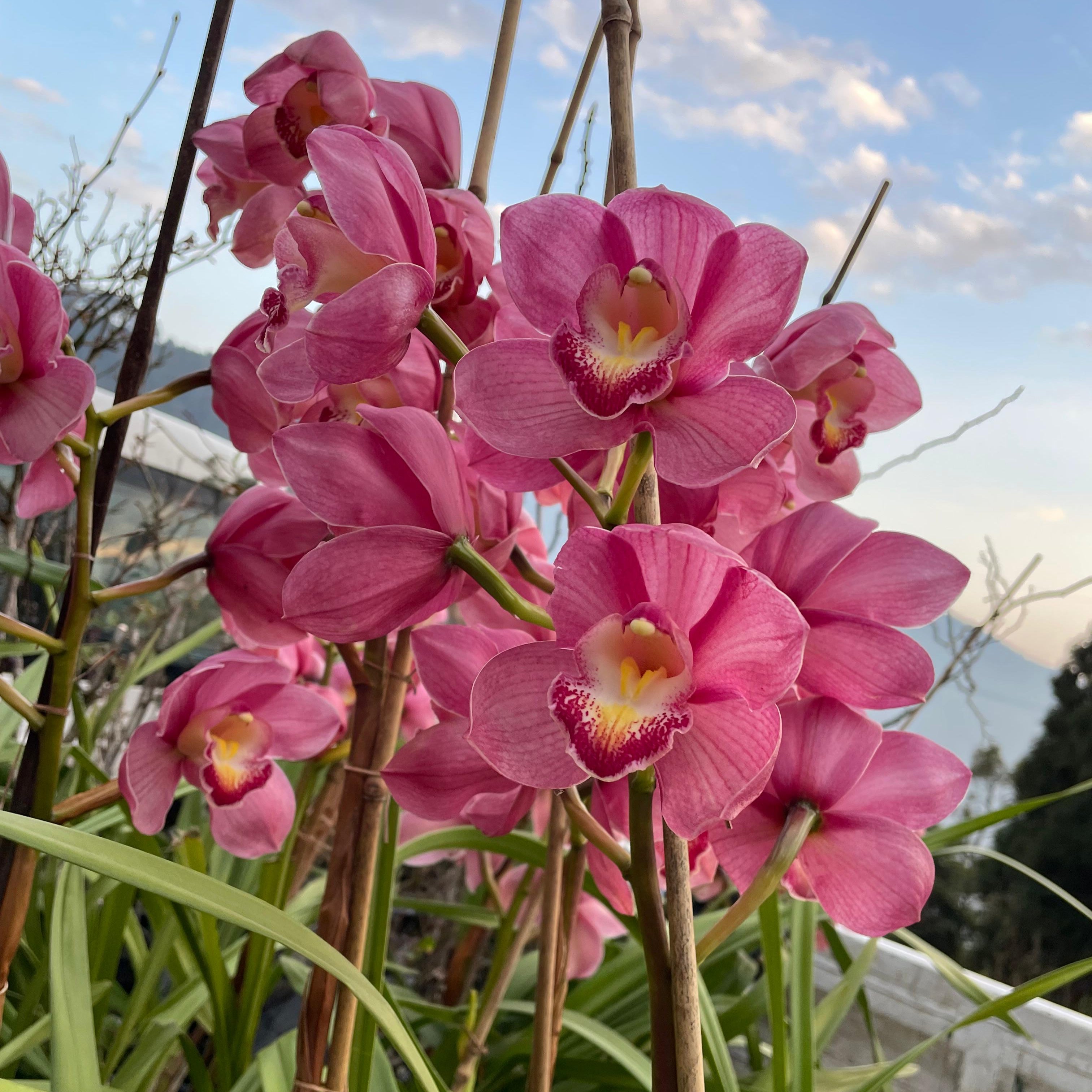 John Bryant  Cymbidium Orchid (Mature)