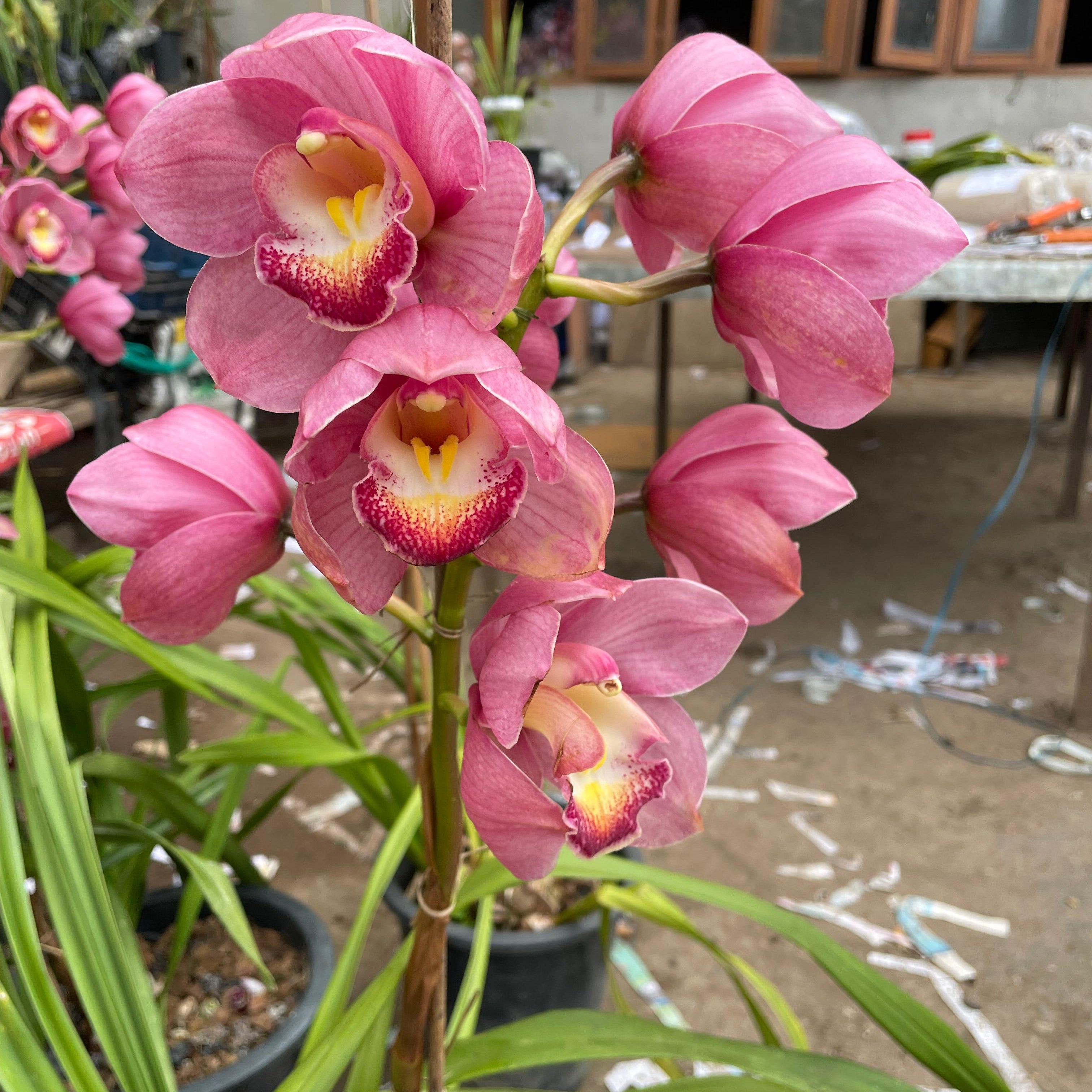 John Bryant  Cymbidium Orchid (Mature)