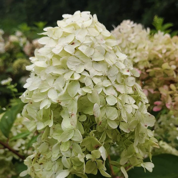 Hydrangea paniculata ‘Limelight’