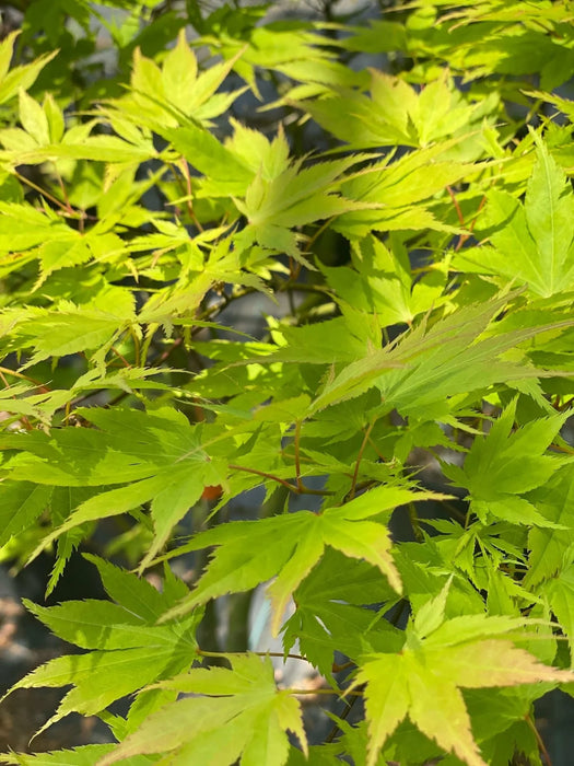 YELLOW BIRD MAPLE | ACER PALMATUM |