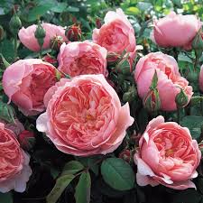 Close-up of pink roses with green leaves