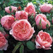 Close-up of pink roses with green leaves