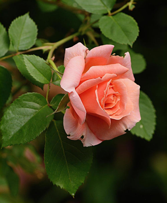 Apricot Candy Rose