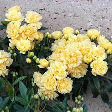 Bouquet of yellow flowers on a concrete surface