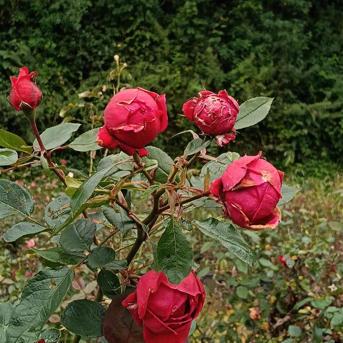 Sympa De Bellevue | Shrub Mother Plant